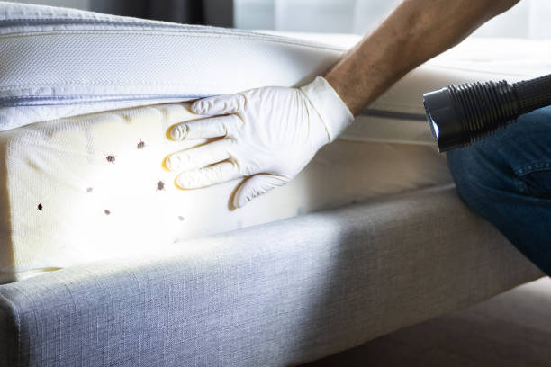 Best Pest Removal Services  in Westhampton, NY