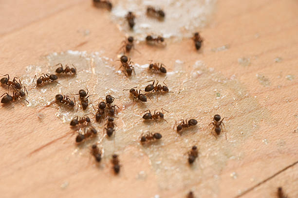 Best Best Pest Control Companies  in Westhampton, NY