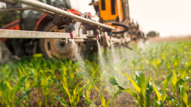 Best Ant Control Services  in Westhampton, NY